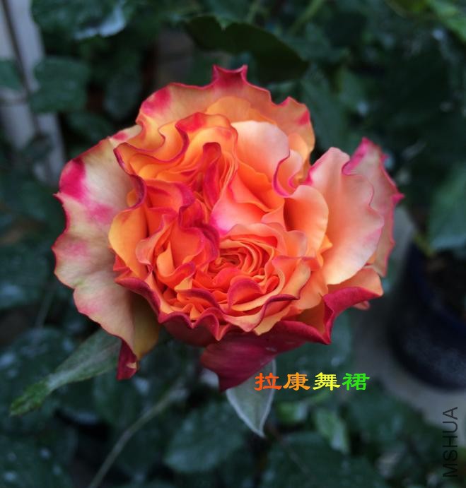 �����Ķ������Ⱥ�ɫ������ƫ�߱�״