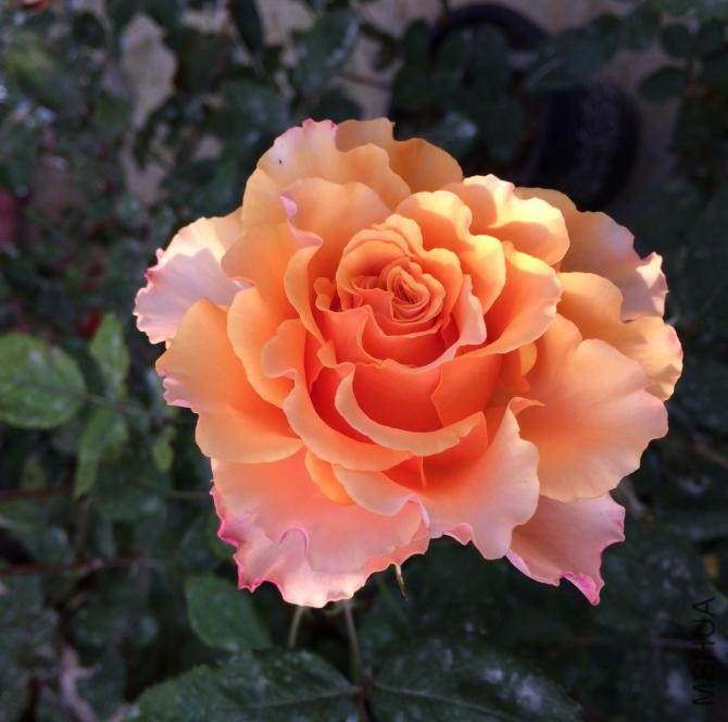 �����Ķ������Ⱥ�ɫ������ƫ�߱�״