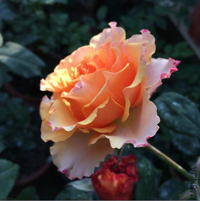 �����Ķ������Ⱥ�ɫ������ƫ�߱�״