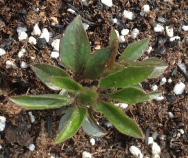 ���ڿ����ϴ�ͼƬ�ˣ������װ�