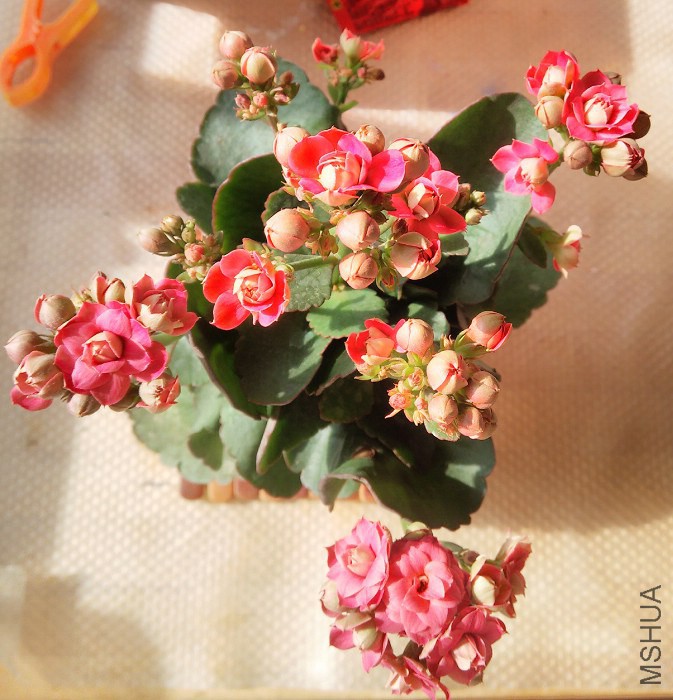 IMG_20141207_115006(1).jpg