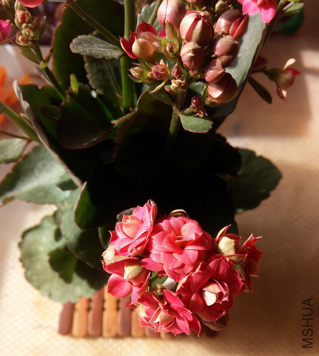 IMG_20141207_115053(1).jpg