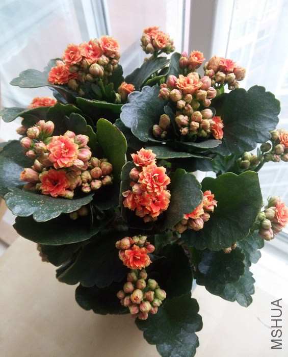 IMG_20150123_101044_1(1).jpg