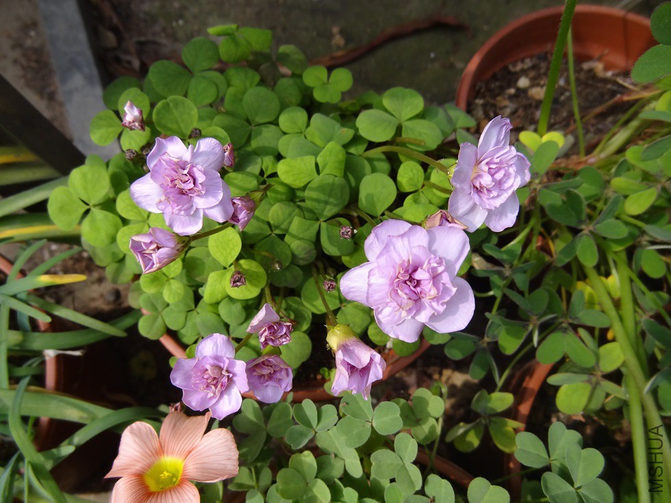 DSC04813.JPG