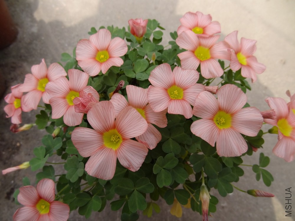 DSC04787.JPG