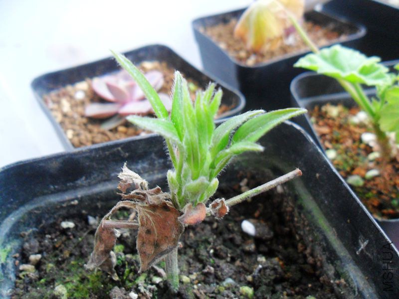 ���� ��ʯ.jpg