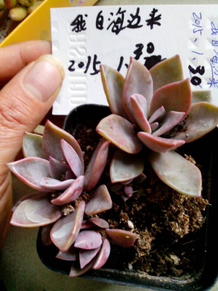 QQͼƬ20150130164231.jpg