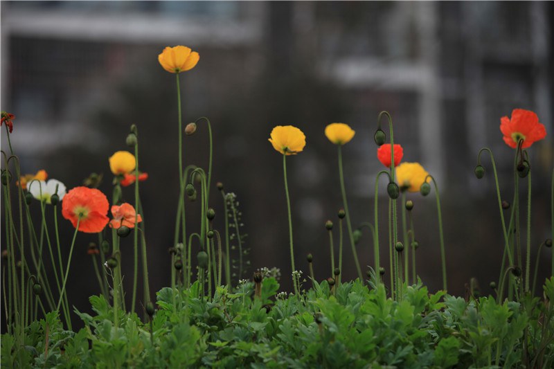 ȥ����������� (13).JPG