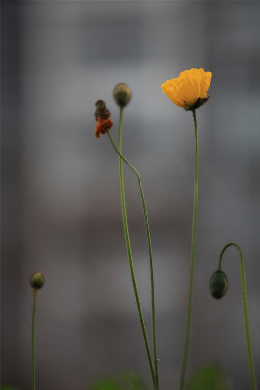 ȥ����������� (14).JPG