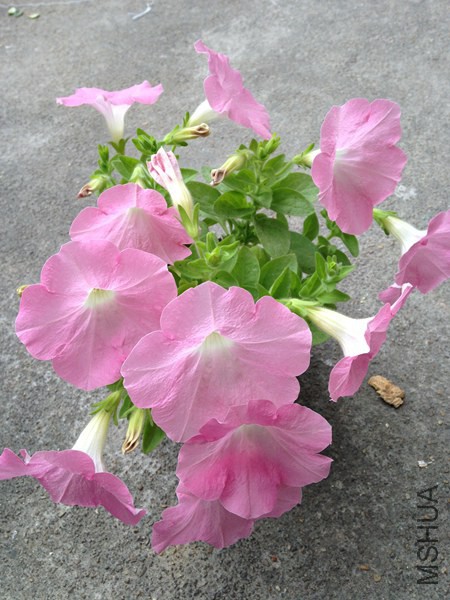 IMG_9803.JPG