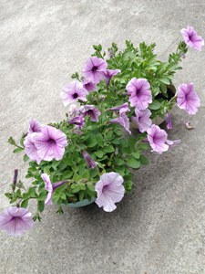 IMG_9806.JPG
