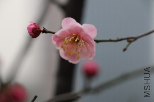 DPP_0319.JPG