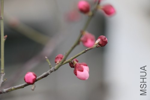 DPP_0321.JPG