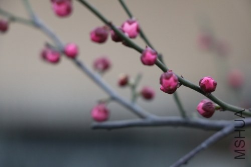 DPP_0322.JPG