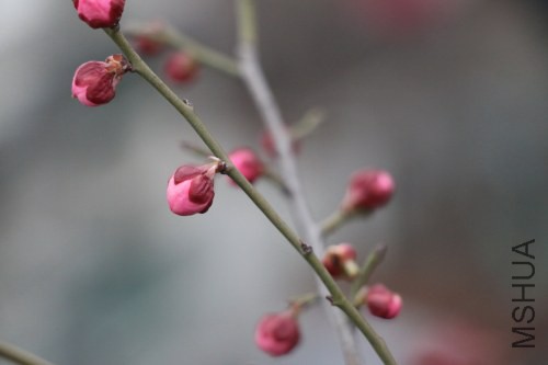 DPP_0323.JPG