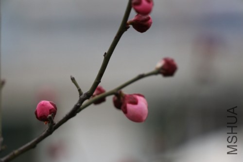 DPP_0320.JPG