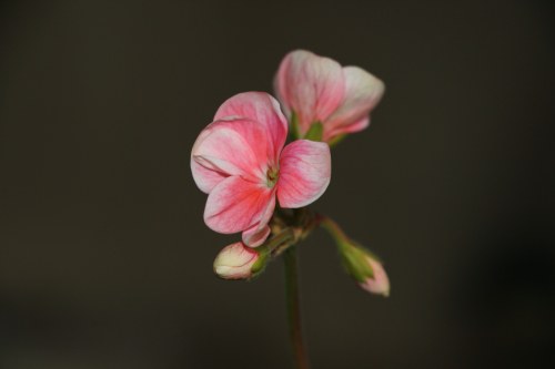 DPP_0326.JPG