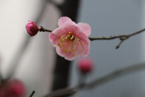 DPP_0319.JPG