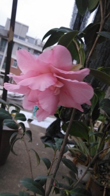 IMG_20150131_172212.jpg