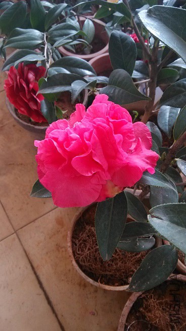 IMG_20150126_124302.jpg