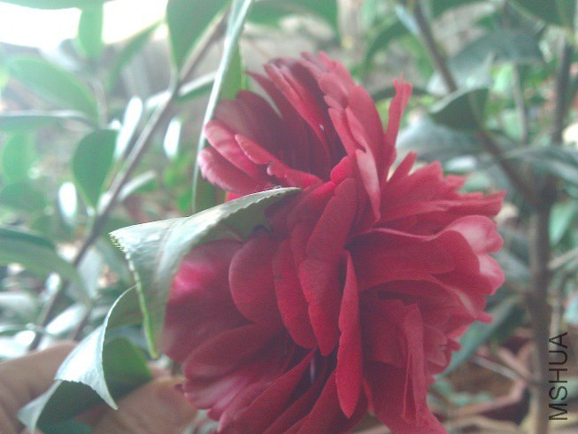 WP_003232.jpg