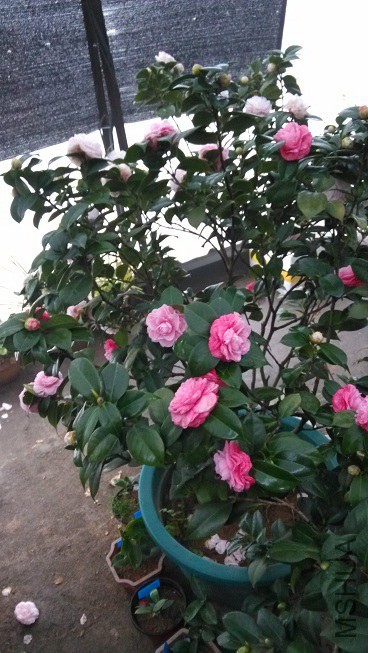IMG_20150126_071615.jpg
