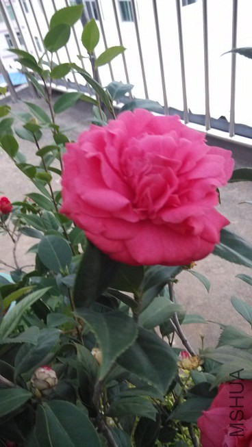 IMG_20150131_172611.jpg