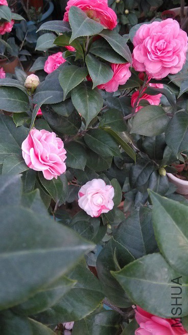 IMG_20150125_083518.jpg