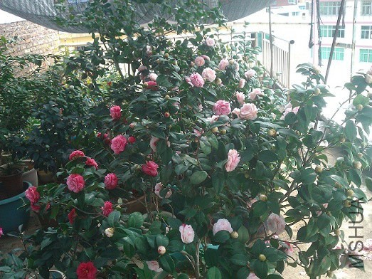 WP_003278.jpg