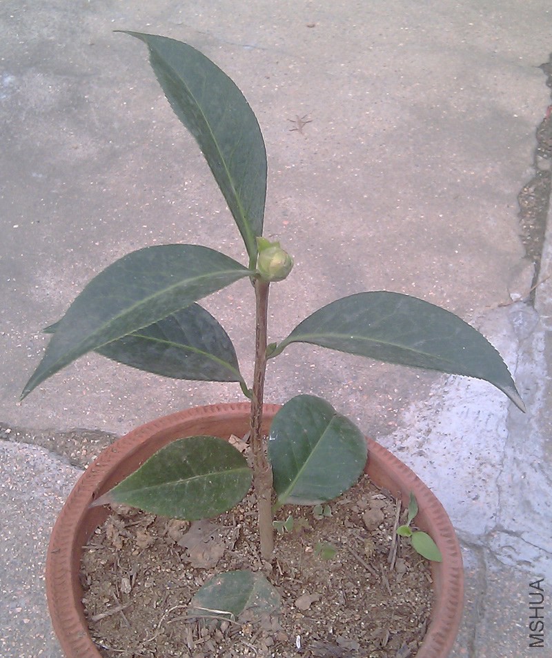 IMAG0341'1.jpg