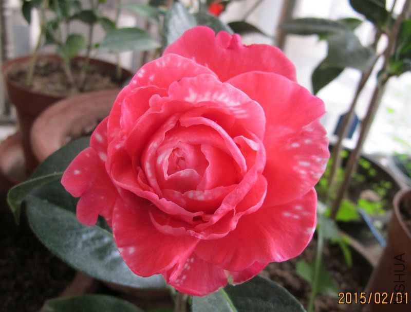 IMG_2979'.JPG