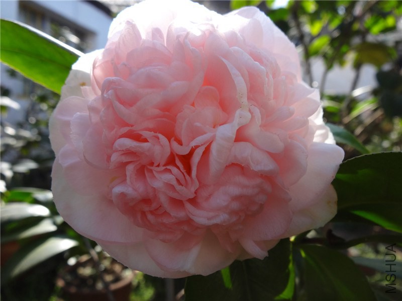 DSC01670.jpg