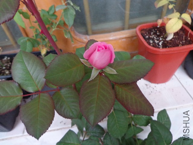 DSC06036.JPG