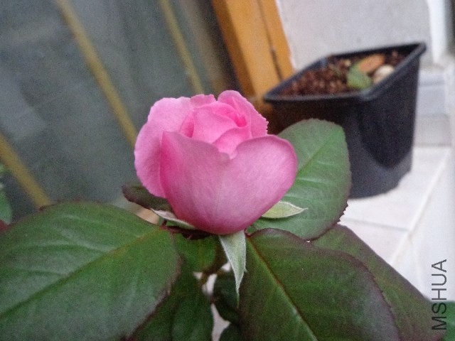 DSC06050.JPG