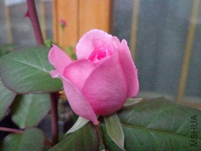 DSC06057.JPG