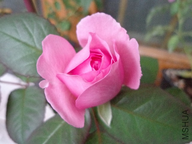 DSC06062.JPG