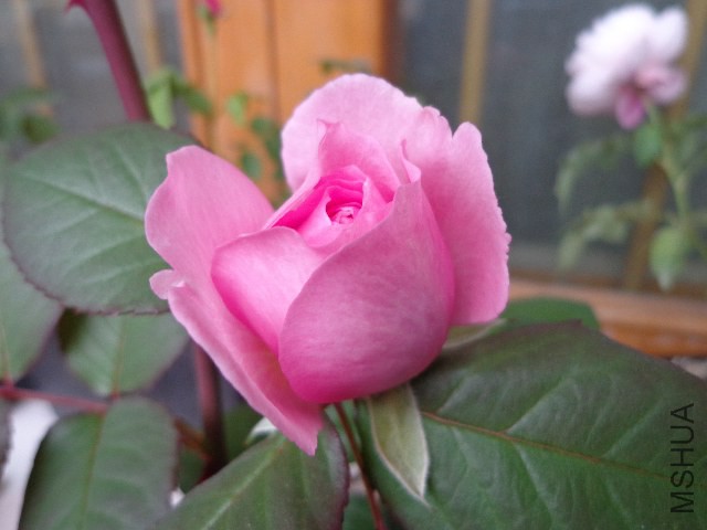 DSC06063.JPG