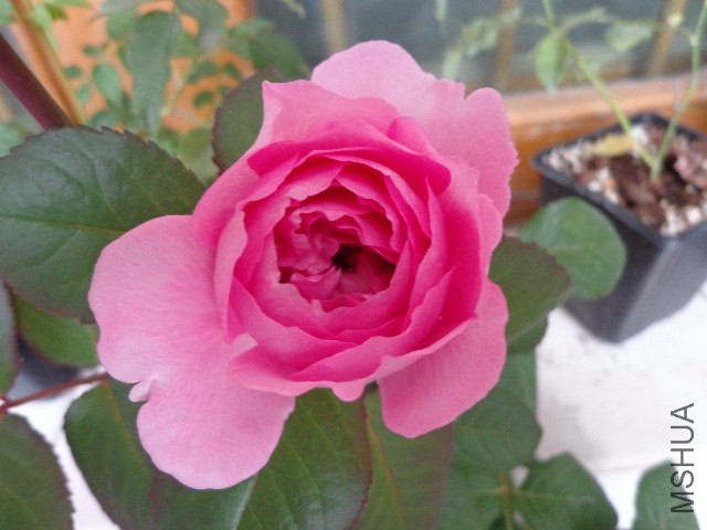 DSC06088.JPG