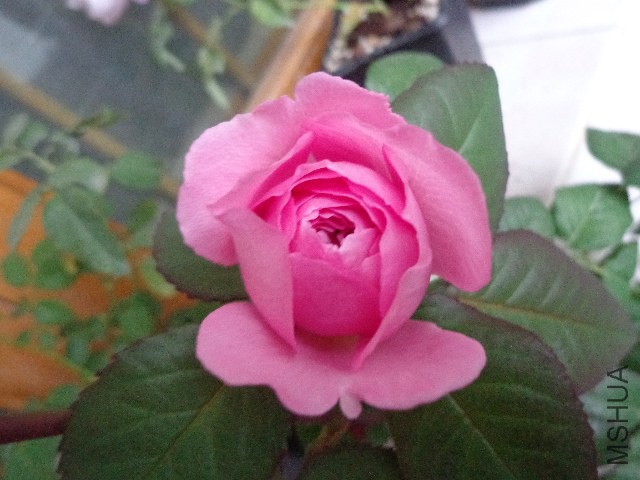 DSC06080.JPG