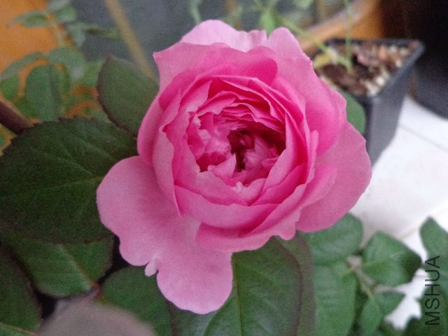 DSC06094.JPG