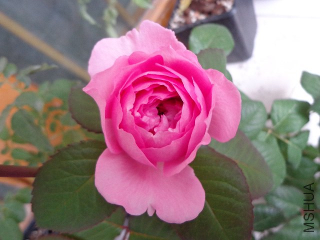 DSC06089.JPG