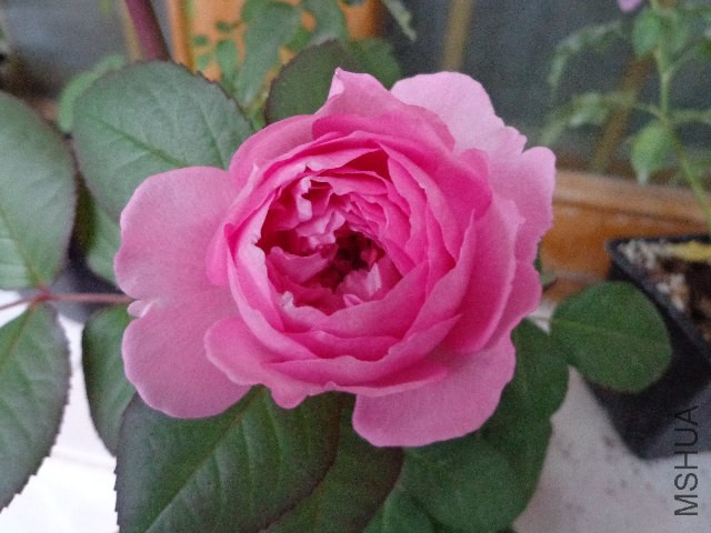 DSC06096.JPG