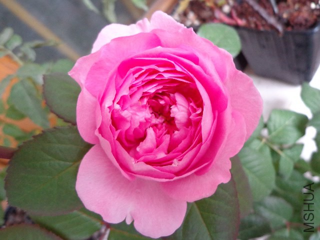 DSC06103.JPG