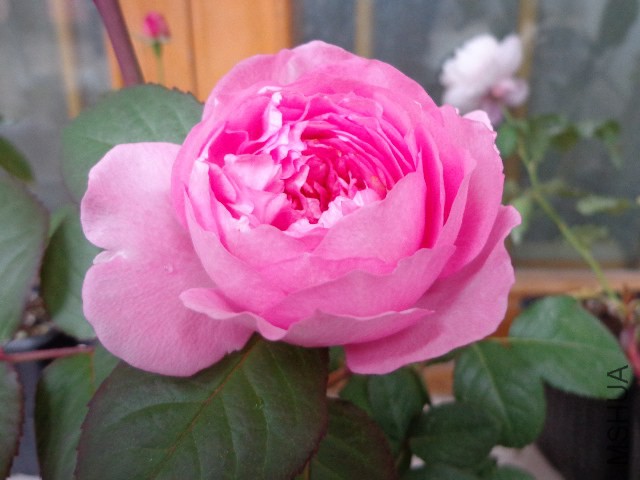 DSC06104.JPG
