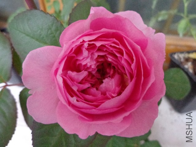 DSC06100.JPG