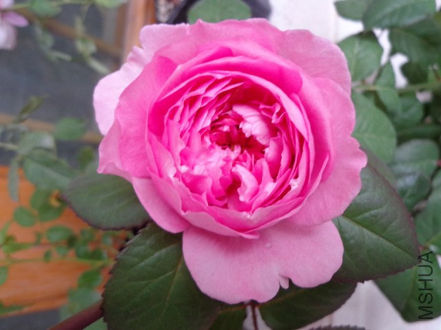 DSC06099.JPG