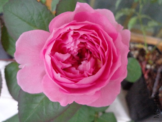 DSC06106.JPG