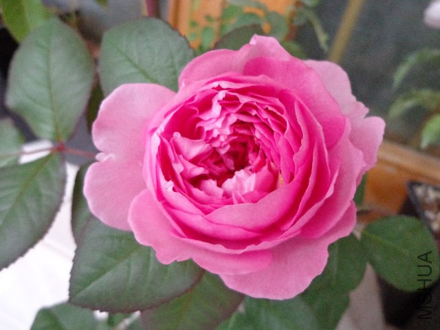DSC06105.JPG