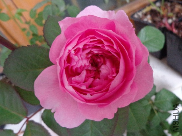 DSC06107.JPG