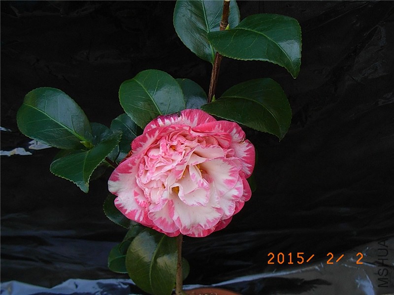 RIMG0014.JPG